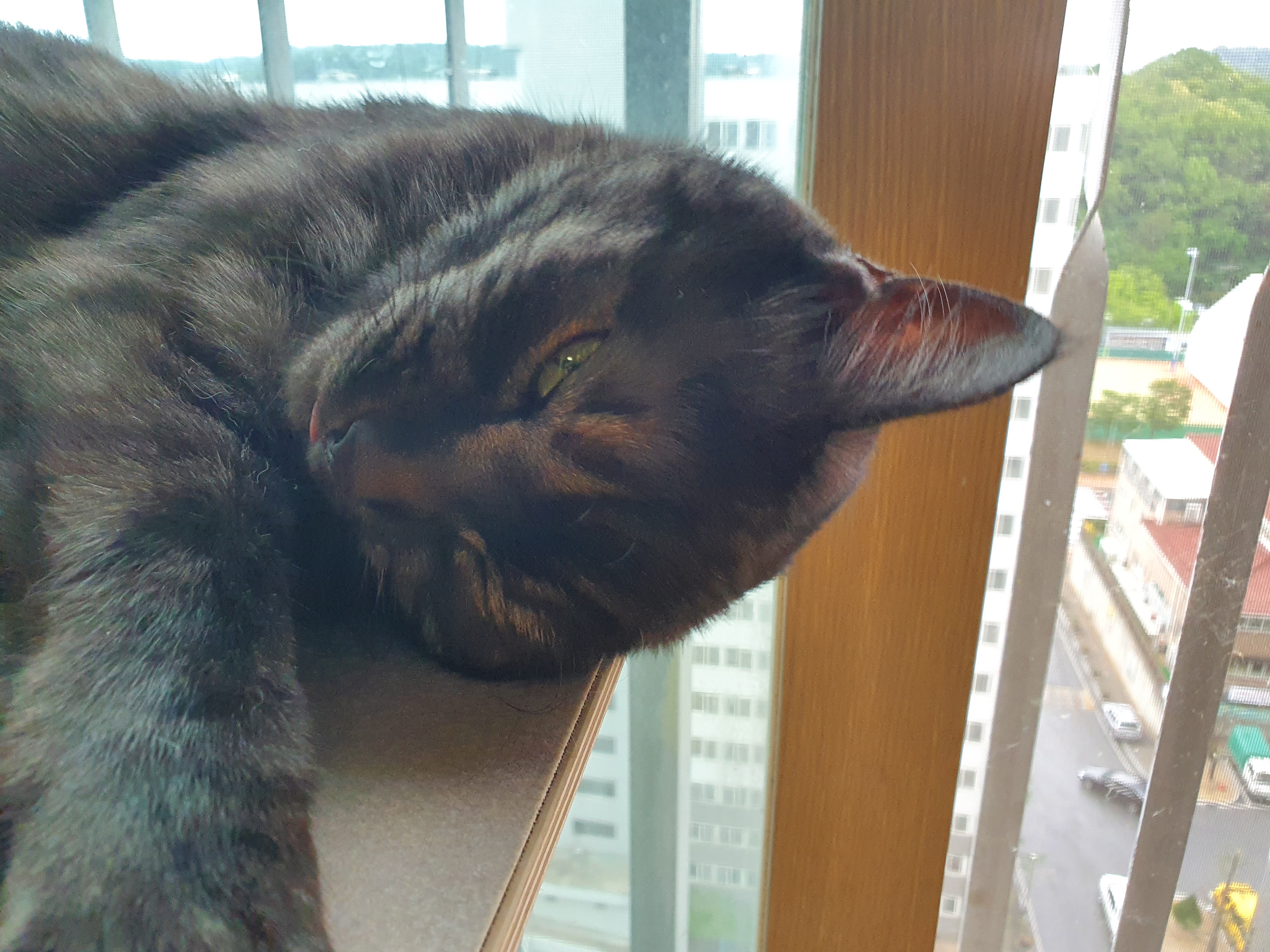 잠자는 고양이 얼굴