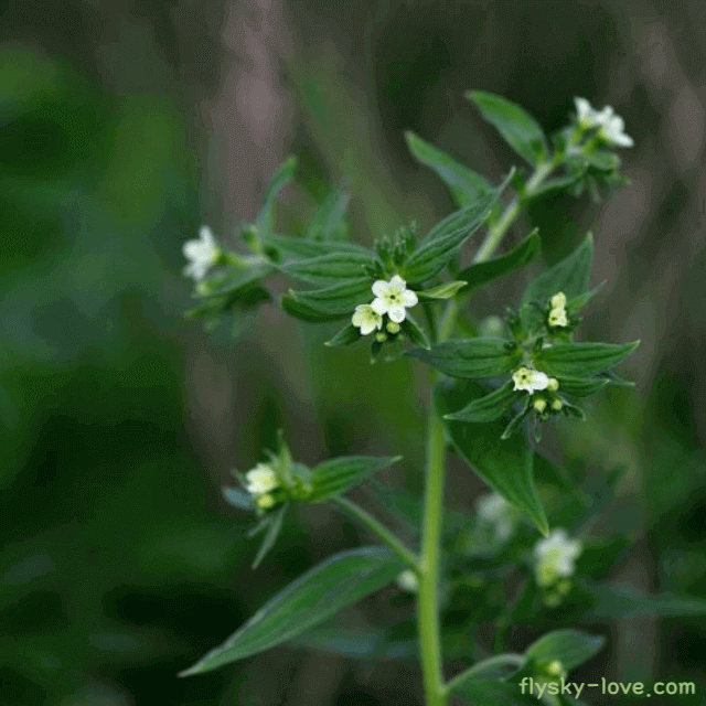 신비의 영약 자초