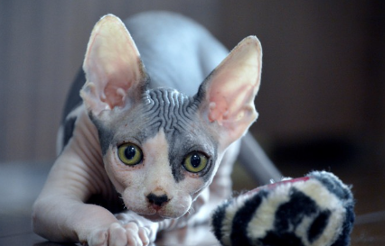 스핑크스는 스핑크스의 일종이다.