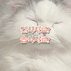 고양이 사료 종류