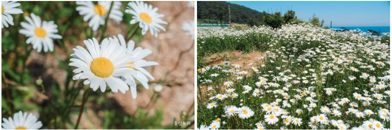 울산 슬도 샤스타데이지 꽃밭 개화 시기와 포토존 완벽 가이드