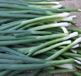 대파 효능과 부작용 고르는법