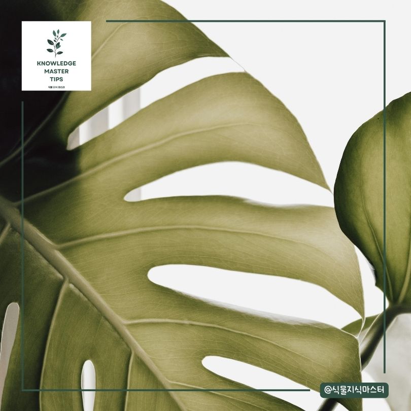 몬스테라 잎 찢어짐