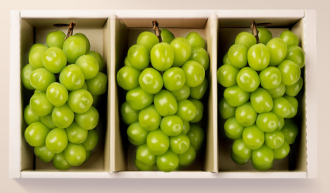 탐라왕 샤인머스캣 