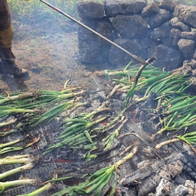 보롬왓 대파축제 2025