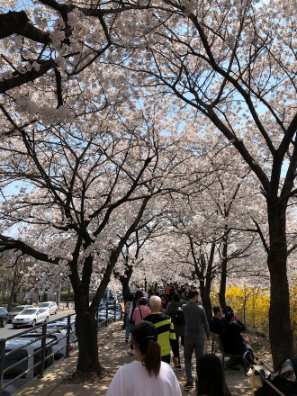 충훈부 벚꽃3