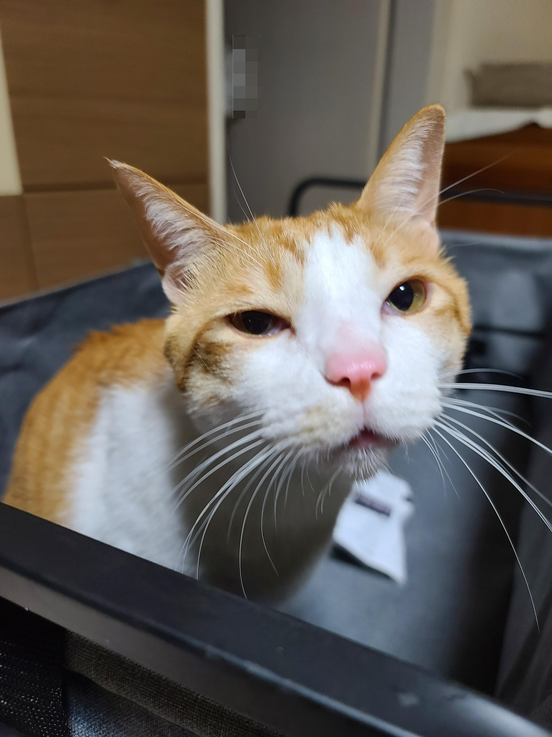 고양이들에게 새로운 놀이터가 생겼다!