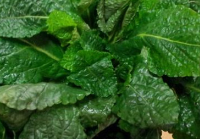 곰보배추 파종시기