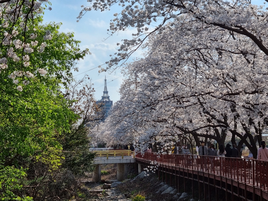 2024 에덴벚꽃길 벚꽃축제 기본일정과 행사내용