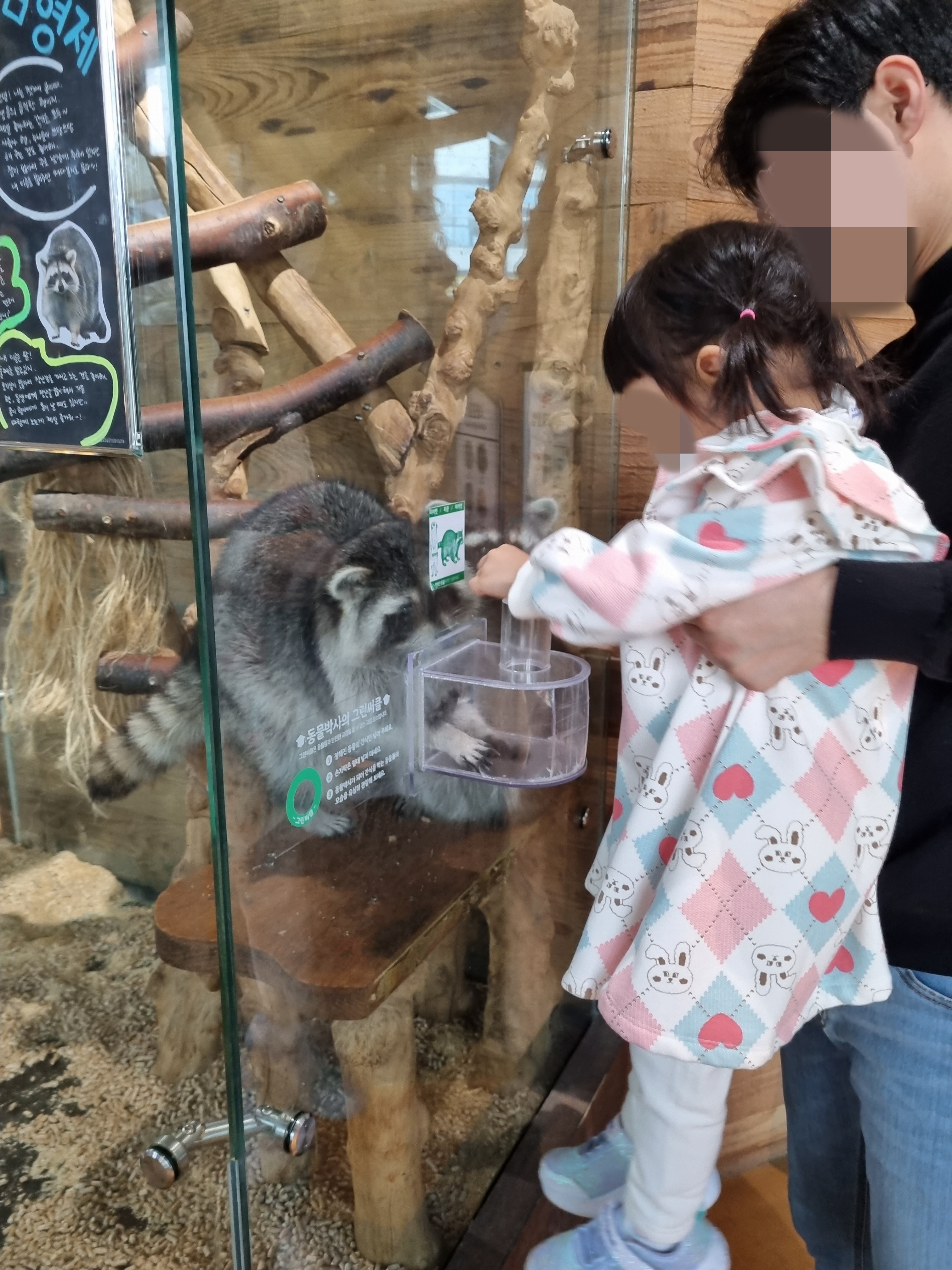 너구리 먹이주기 체험