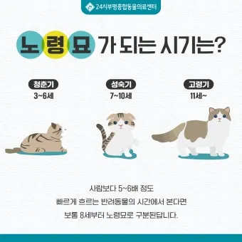  노령묘 질병 습식 사료_10