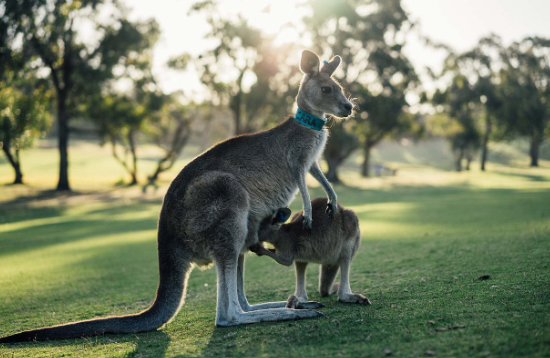 [1-2월 호주 시드니 멜번 브리즈번 퍼스 여행준비물] 날씨 해외로밍 (2025)