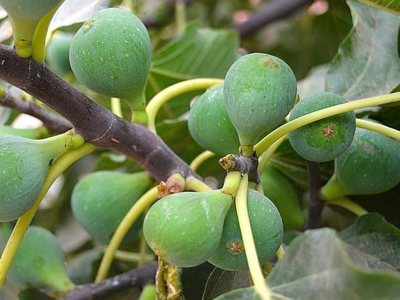 무화과 섭취 시 확인해야 할 사항