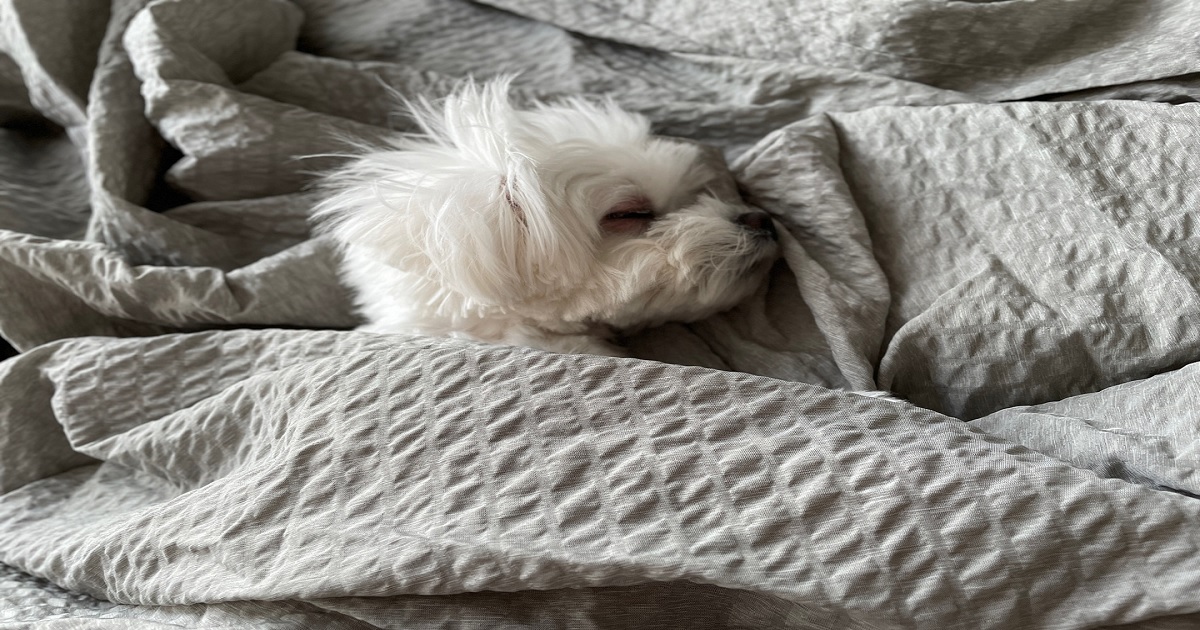 코골며-자고있는-강아지