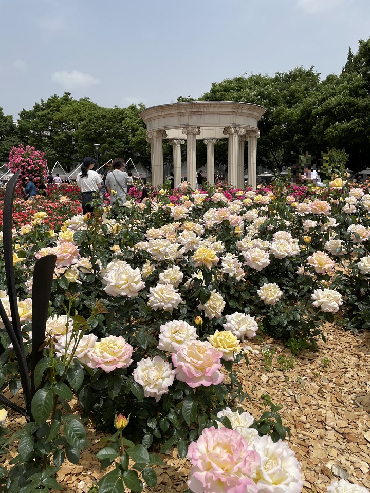 올림푸스 신전 앞 장미꽃