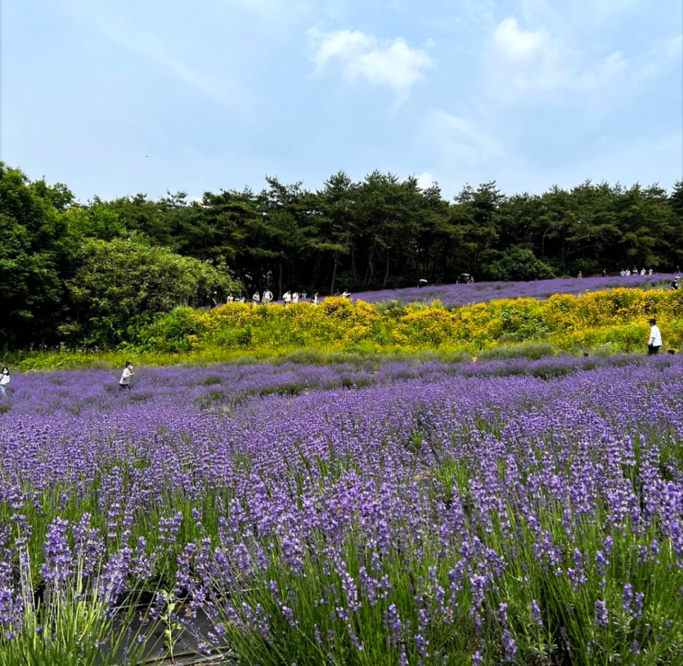 고창 청농원 라벤더 축제