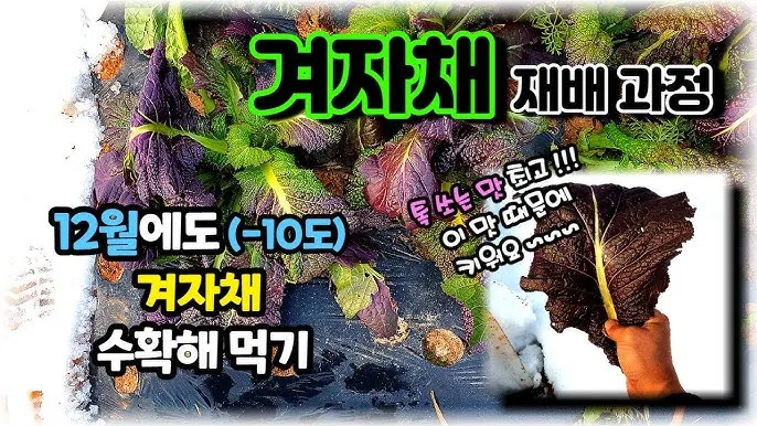겨자채 재배 발아 빠름 간단한 관리 연속 파종_3