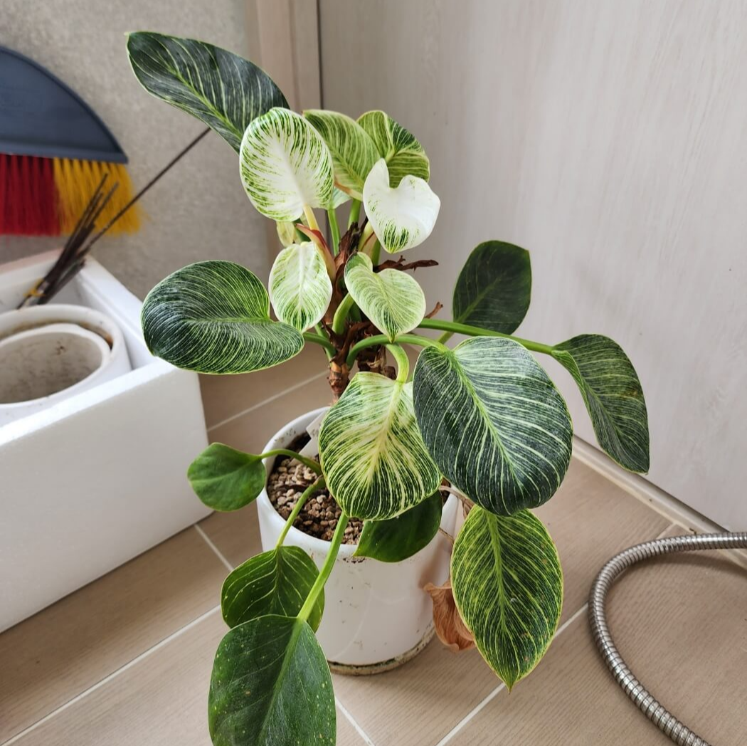 필로덴드론버킨콩보의 빗살무늬잎