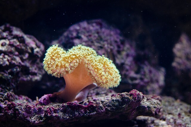 coral