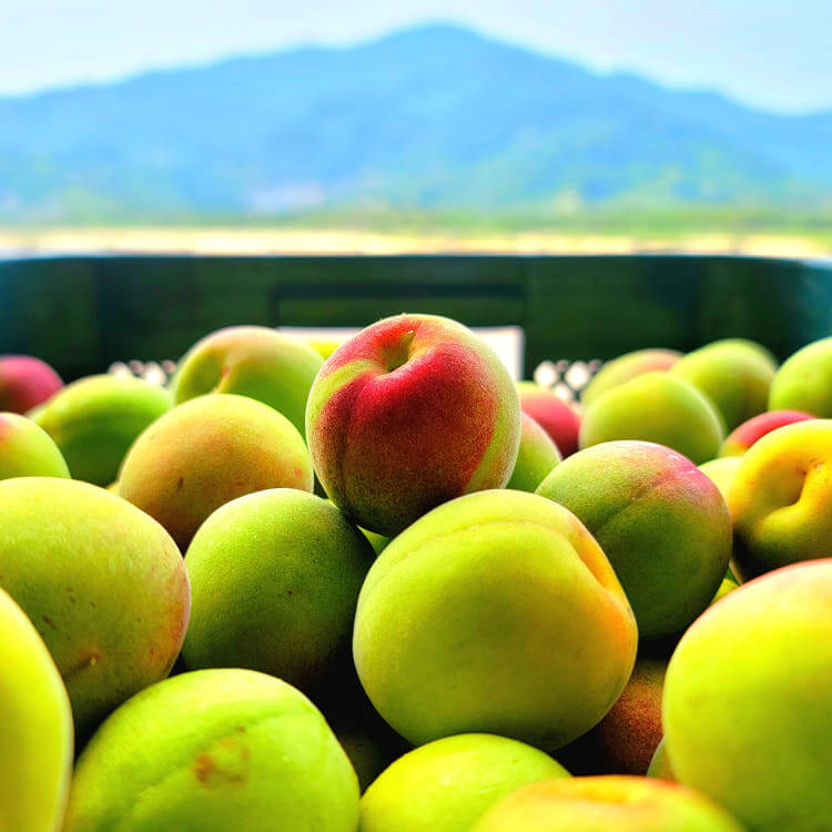 생방송투데이 3787회 이 주의 장바구니 전남 광양의 유기농 매실 전문 농장 매실사랑농원 주문방법