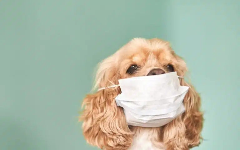 반려동물(개, 고양이 등) 검역절차 안내