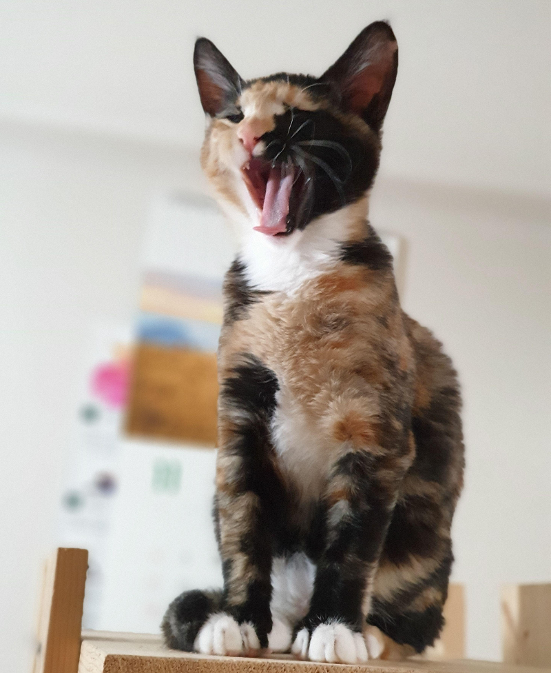 고양이 나이 사람나이로 몇 살?