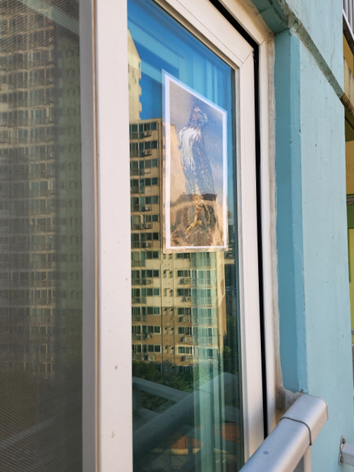 베란다-창문-독수리사진-비둘기퇴치