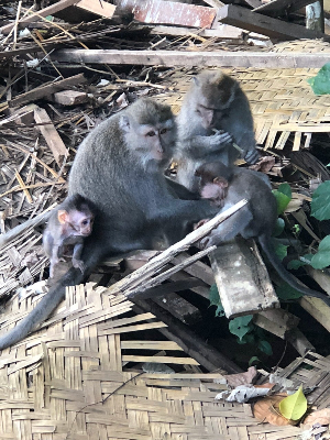 발리 여행 추천 우붓 원숭이숲