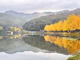 괴산 문광저수지 은행나무길