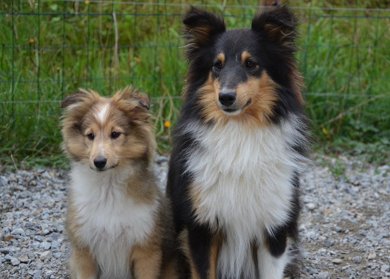 리터랜드 쉽독(Litterland Sheepdog)4