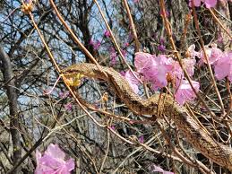 제 15회 옥산 옥려봉 진달래꽃 십리길 축제 기본일정과 프로그램 소개
