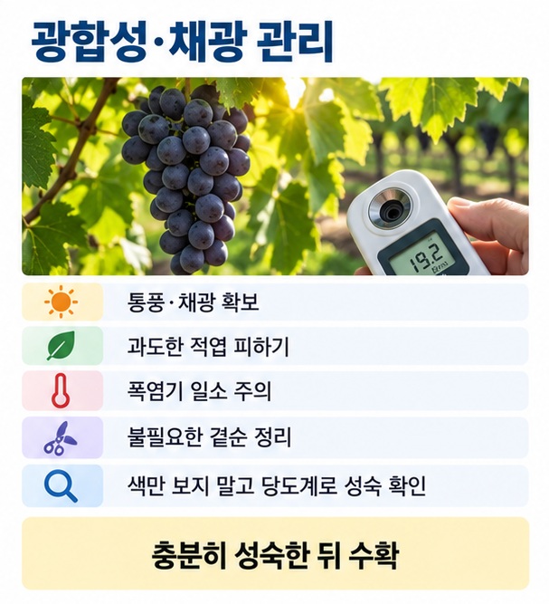 포도 잎 채광과 통풍 관리, 폭염기 일소 예방, 당도계로 성숙도를 확인해 수확 시기를 결정하는 모습을 정리한 이미지
