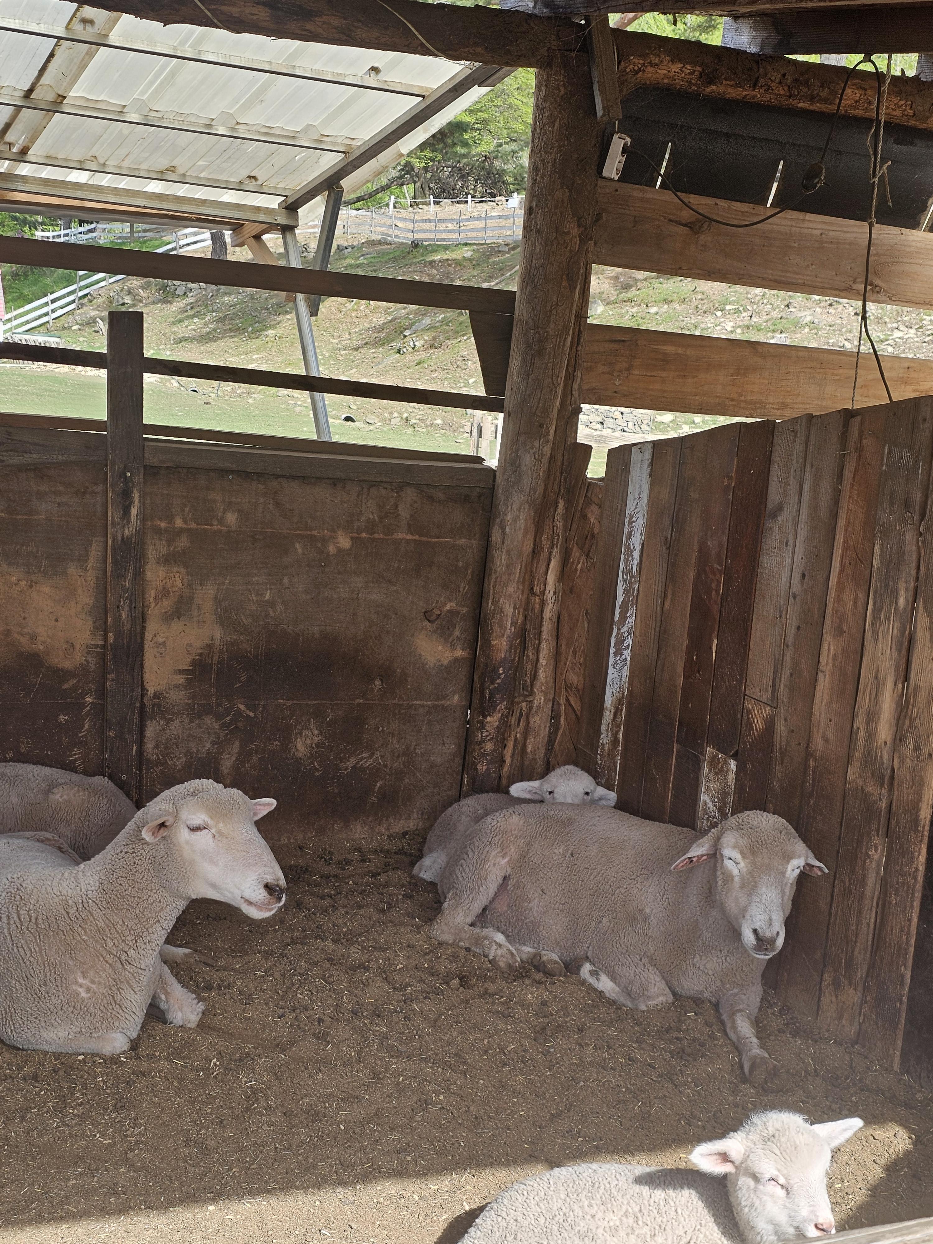 나혼자산다 춘천여행