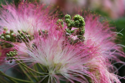 움직이는 식물 함수초