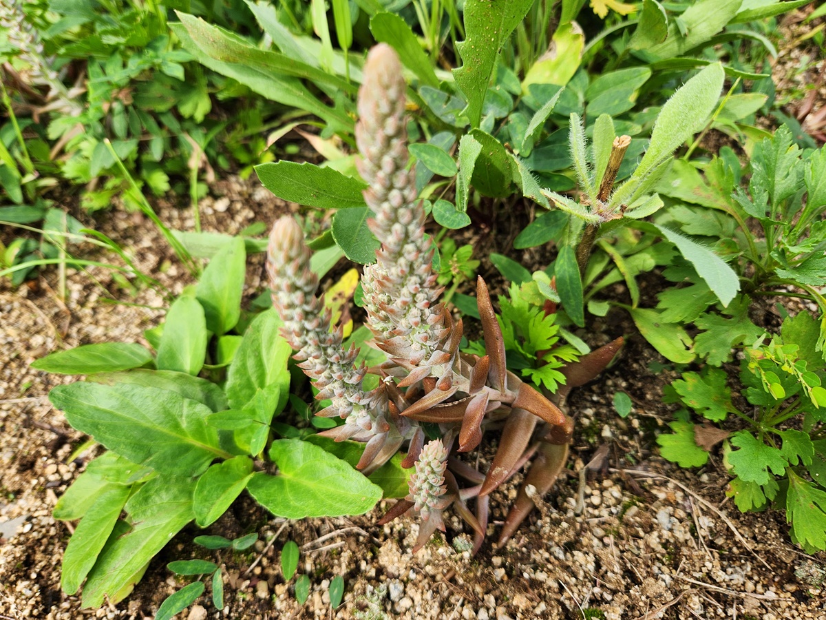 바위솔(와송)
