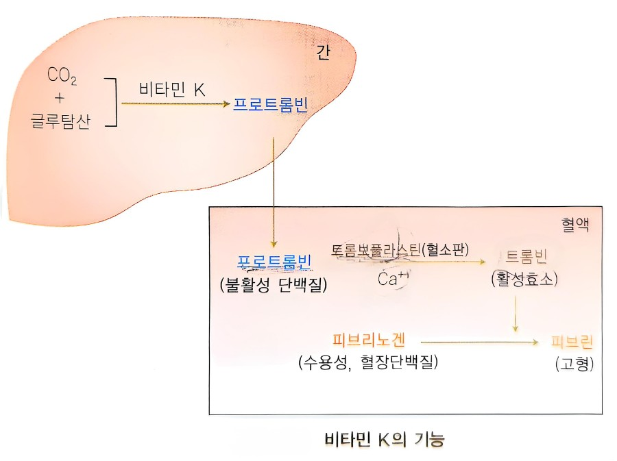 비타민 K의 기능