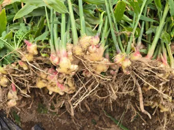 생강 재배 씨눈 맞추기 보온 피복 수확 건조_6