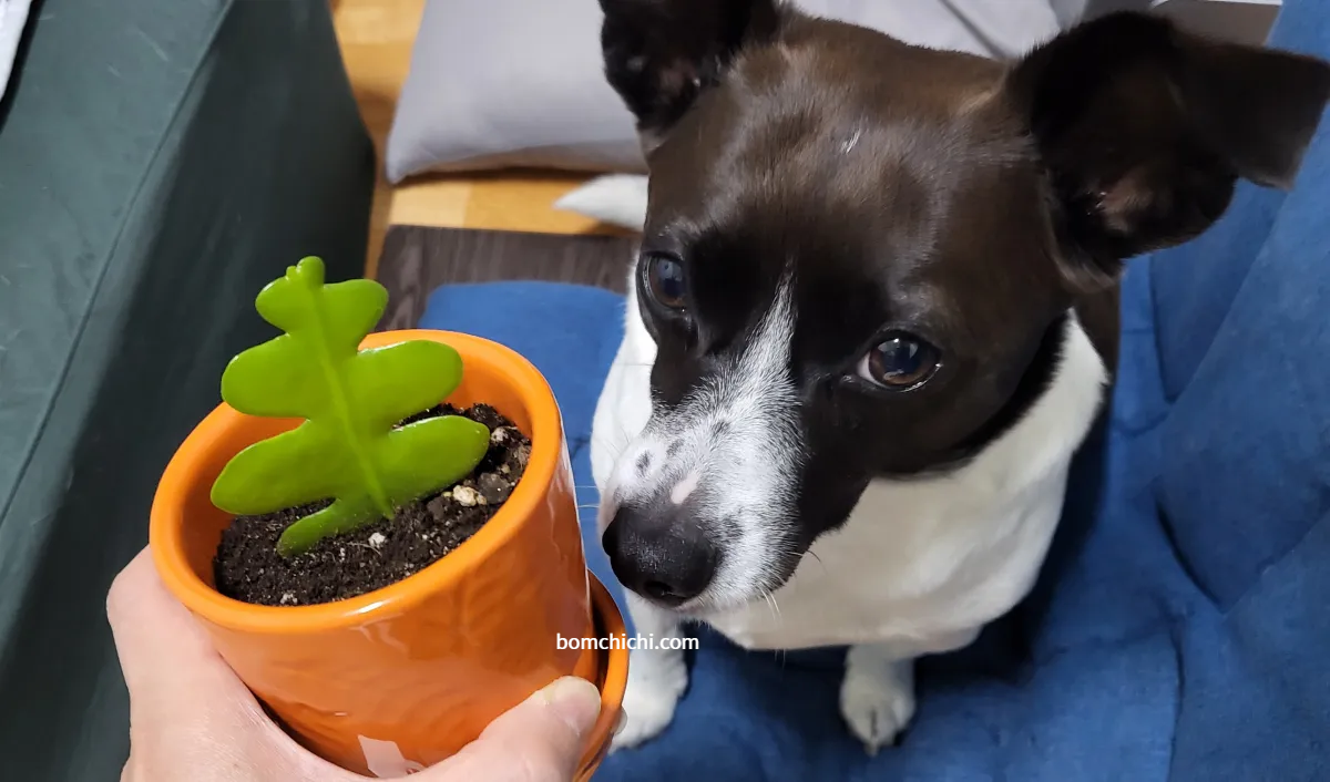 피쉬본 화분과 강아지 보미 사진