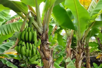 바나나 효능 및 영양소&amp;#44; 부작용