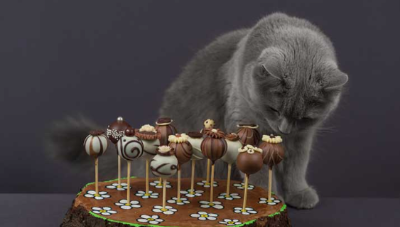 초콜릿을 맡는 고양이