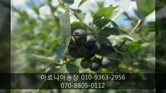 아로니아 재배 전정 포인트 병충해 방제 수확 저장_2