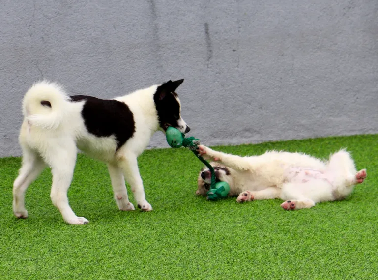 반려견 유치원 환불