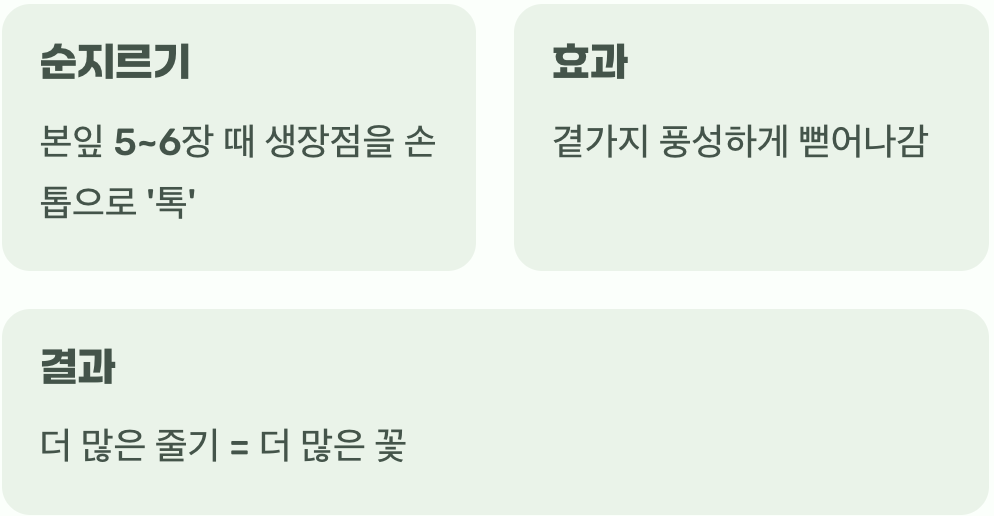 더 풍성한 꽃을 보는 작은 비법