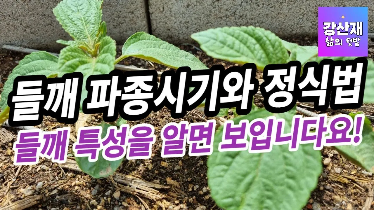 중부 남부 들깨 파종시기 및 들깨 재배방법 요약 정리_1