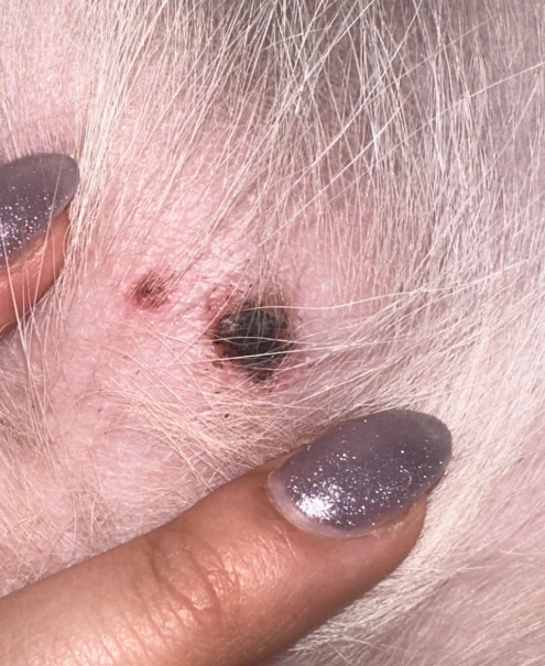 강아지 피부 검은 딱지