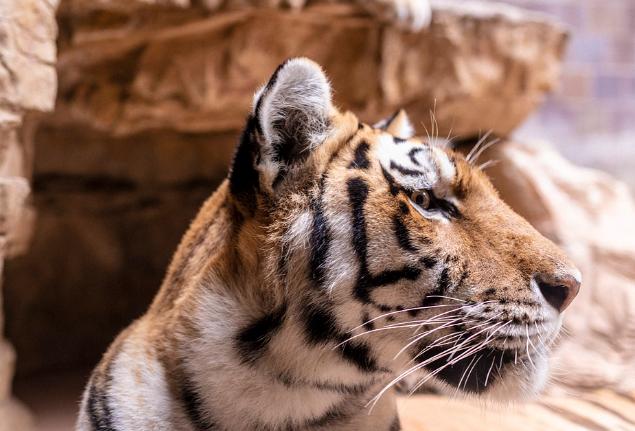 23년 호랑이띠 운세