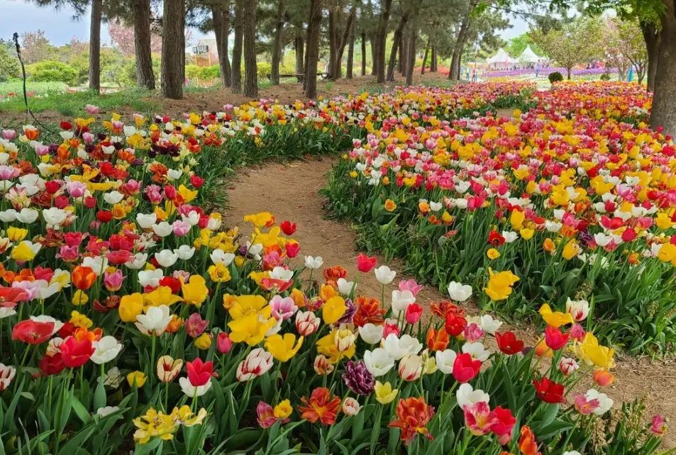태안 튤립축제 일정, 개화시기