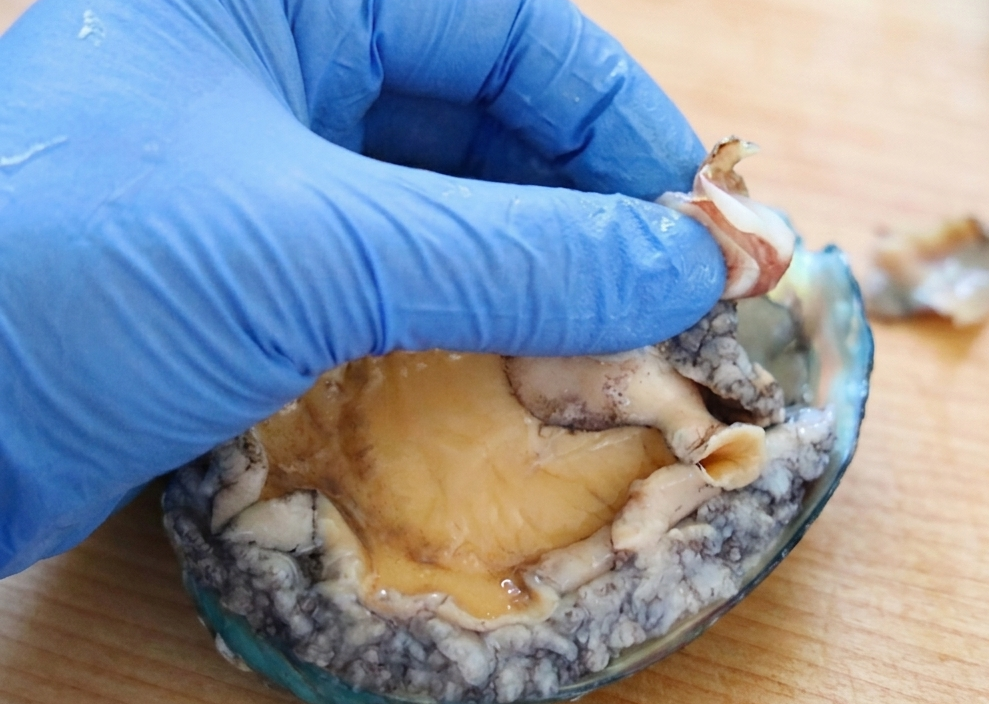 활전복 손질법 내장과 살 분리하기 과정