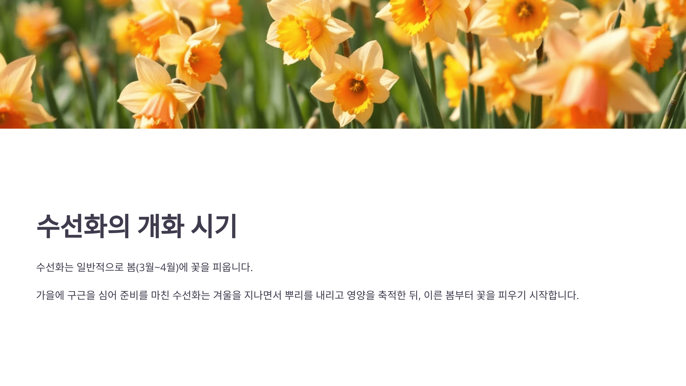 수선화 사진입니다.