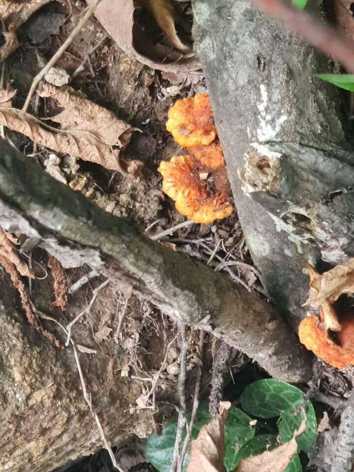 진홍색송편버섯